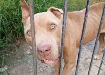 Nove pitbulls são resgatados de maus-tratos em Porto União