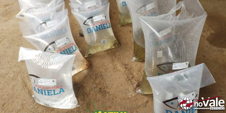 Produtores de Capinzal e Ouro já podem reservar alevinos para reposição de açudes