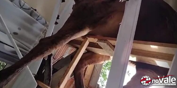Boi cai em telhado de casa e assusta morador em Tangará (vídeo)