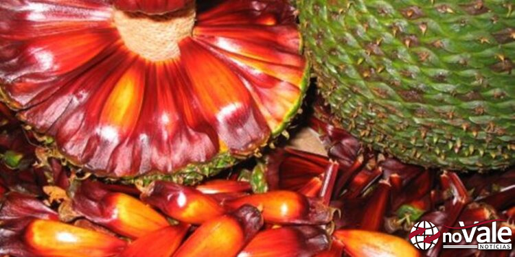 Colheita de pinhão está proibida em SC até 1º de abril