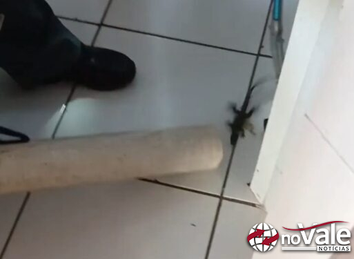 Bombeiros capturam filhote de lagarto dentro de residência em Capinzal