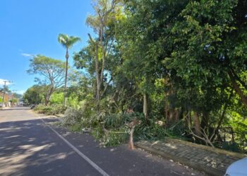 Remoção de árvores em Capinzal ocorre por risco às abelhas e acende alerta ambiental