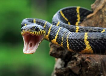 Cobra é encontrada em varanda de residência em Capinzal