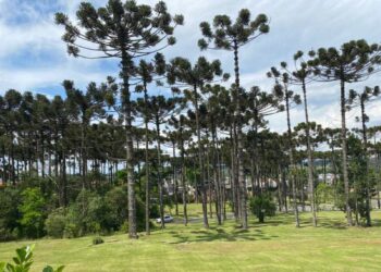 Corte irregular de mais de 40 araucárias é registrado no Meio-Oeste
