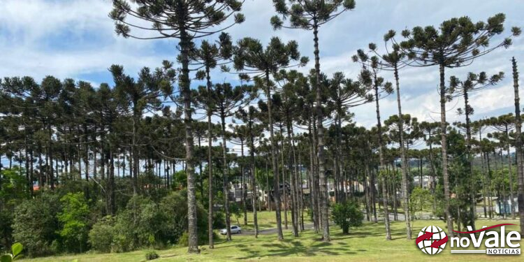 Corte irregular de mais de 40 araucárias é registrado no Meio-Oeste