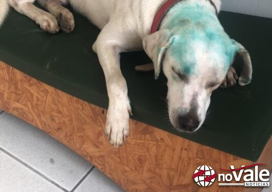 Universidade de SC investiga pintura de cão comunitário durante trote