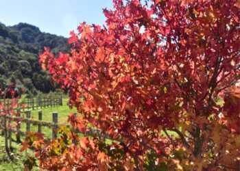 Outono deve ter temperatura acima da média em Santa Catarina