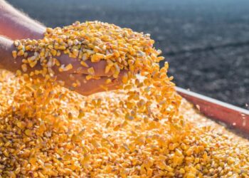 Safra de milho no Meio-Oeste catarinense bate recorde de produtividade