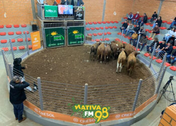 Presidente do Sindicato Rural aponta cenário favorável e alta qualidade dos lotes para o 60º Leilão do Gado Geral em Capinzal