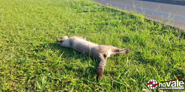 Mortes de animais se intensificam no Contorno Viário de Capinzal e acendem alerta