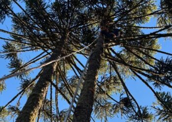 Adolescente sofre choque elétrico ao colher pinhão e é resgatado de pinheiro