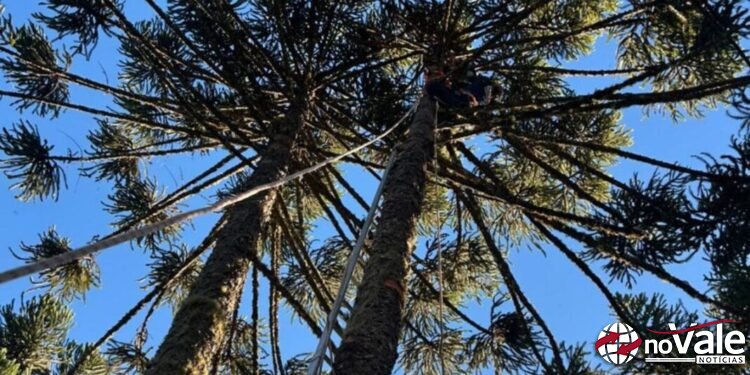 Adolescente sofre choque elétrico ao colher pinhão e é resgatado de pinheiro