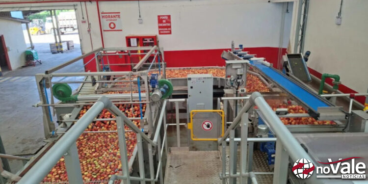 Nova certificação da maçã reduz custos para produtores de SC