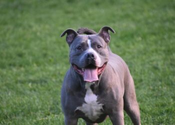 Circulação de pit bulls em Capinzal preocupa moradores e levanta debate sobre regras