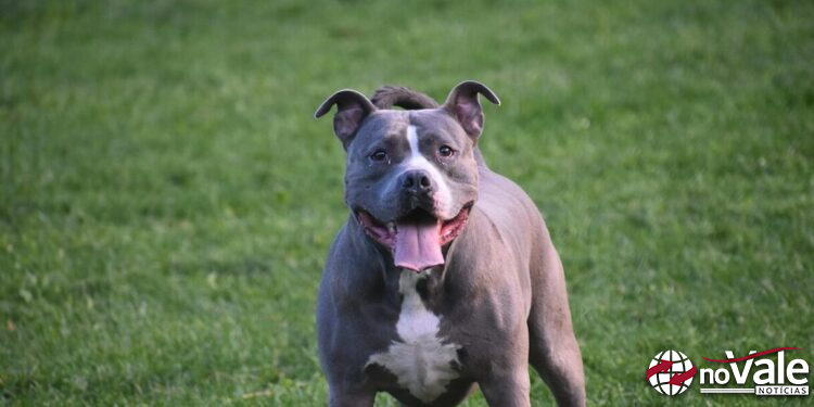 Circulação de pit bulls em Capinzal preocupa moradores e levanta debate sobre regras
